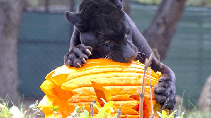 Halloween Zoo-tacular at the OC Zoo